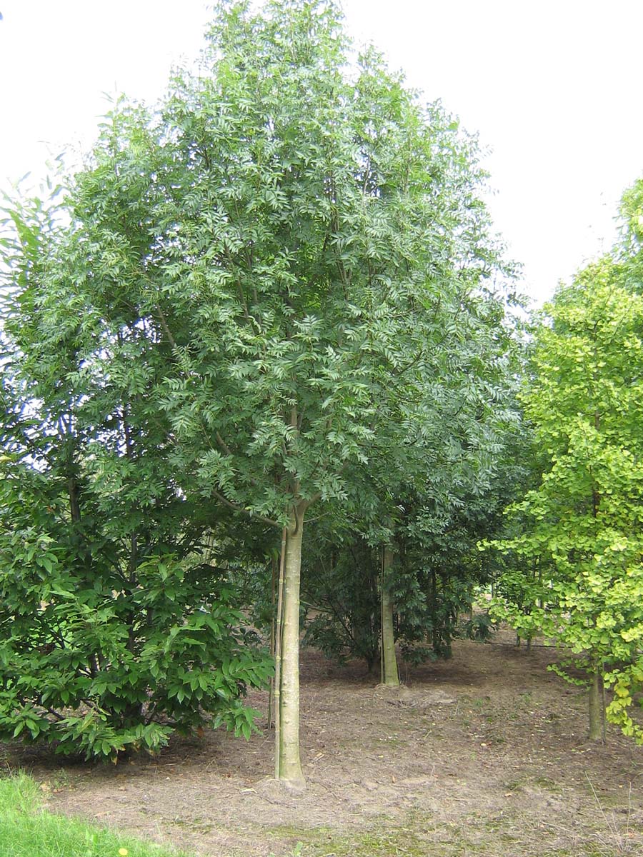 Fraxinus excelsior op stam op stam