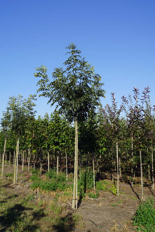 Fraxinus Excelsior fraxinus-excelsior