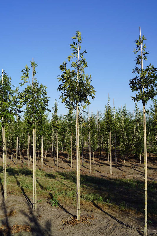 Fraxinus excelsior 'Altena' op stam