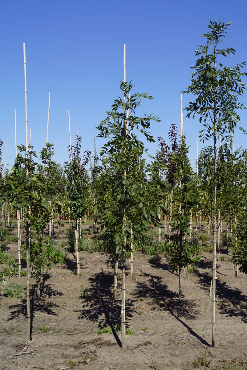 Fraxinus excelsior 'Geessink' op stam