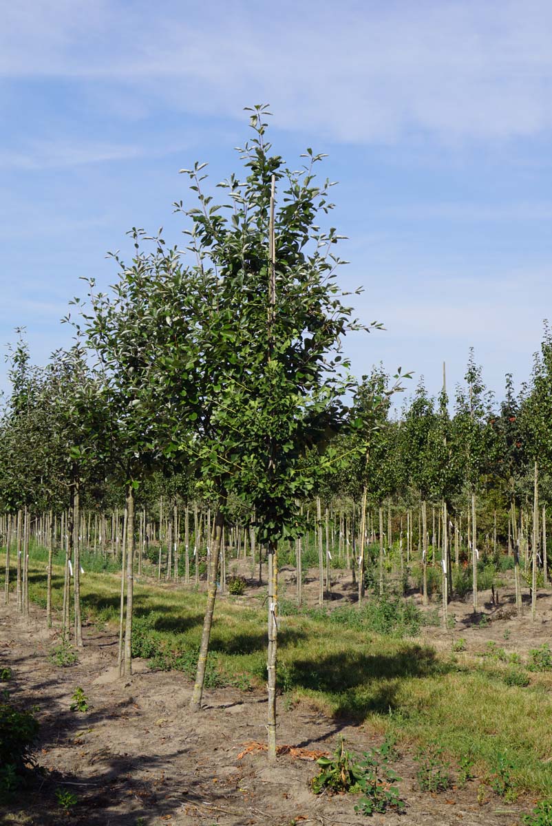 Ginkgo biloba 'Fastigiata' solitair