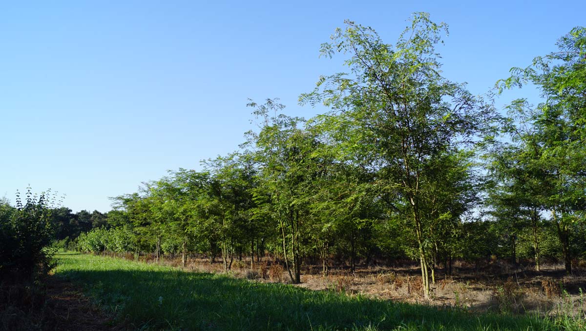 Gleditsia triacanthos meerstammig / struik meerstammig