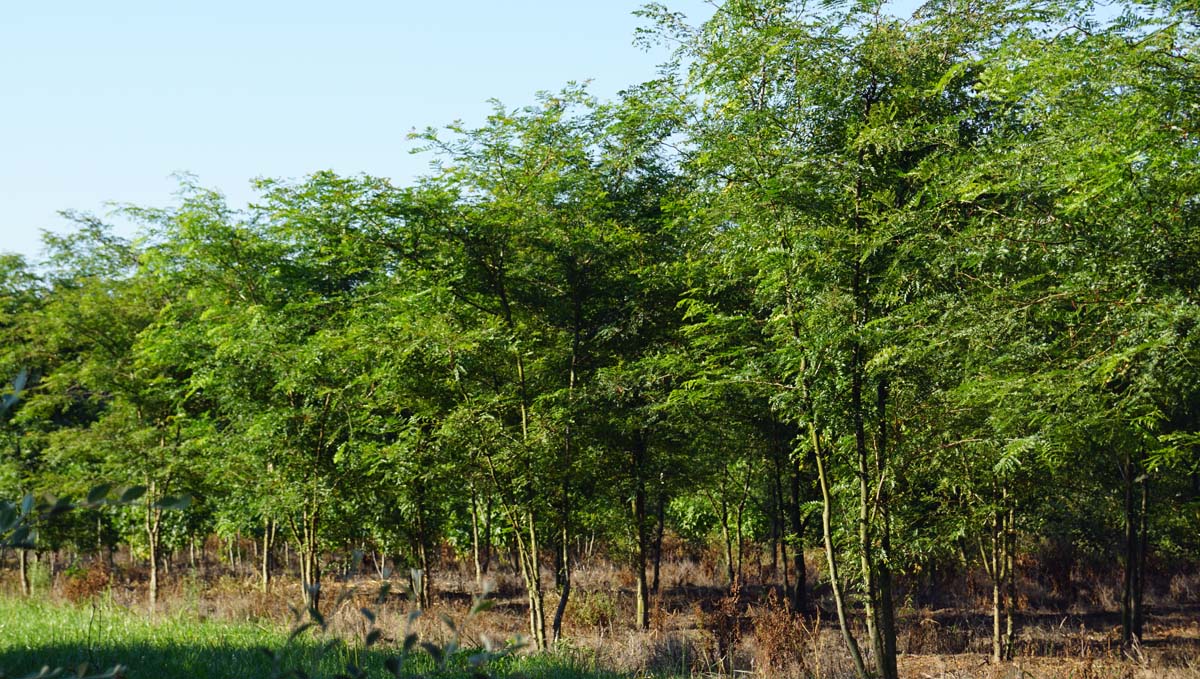 Gleditsia triacanthos meerstammig / struik meerstammig