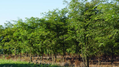 Gleditsia triacanthos meerstammig / struik meerstammig