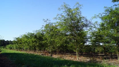 Gleditsia triacanthos meerstammig / struik meerstammig
