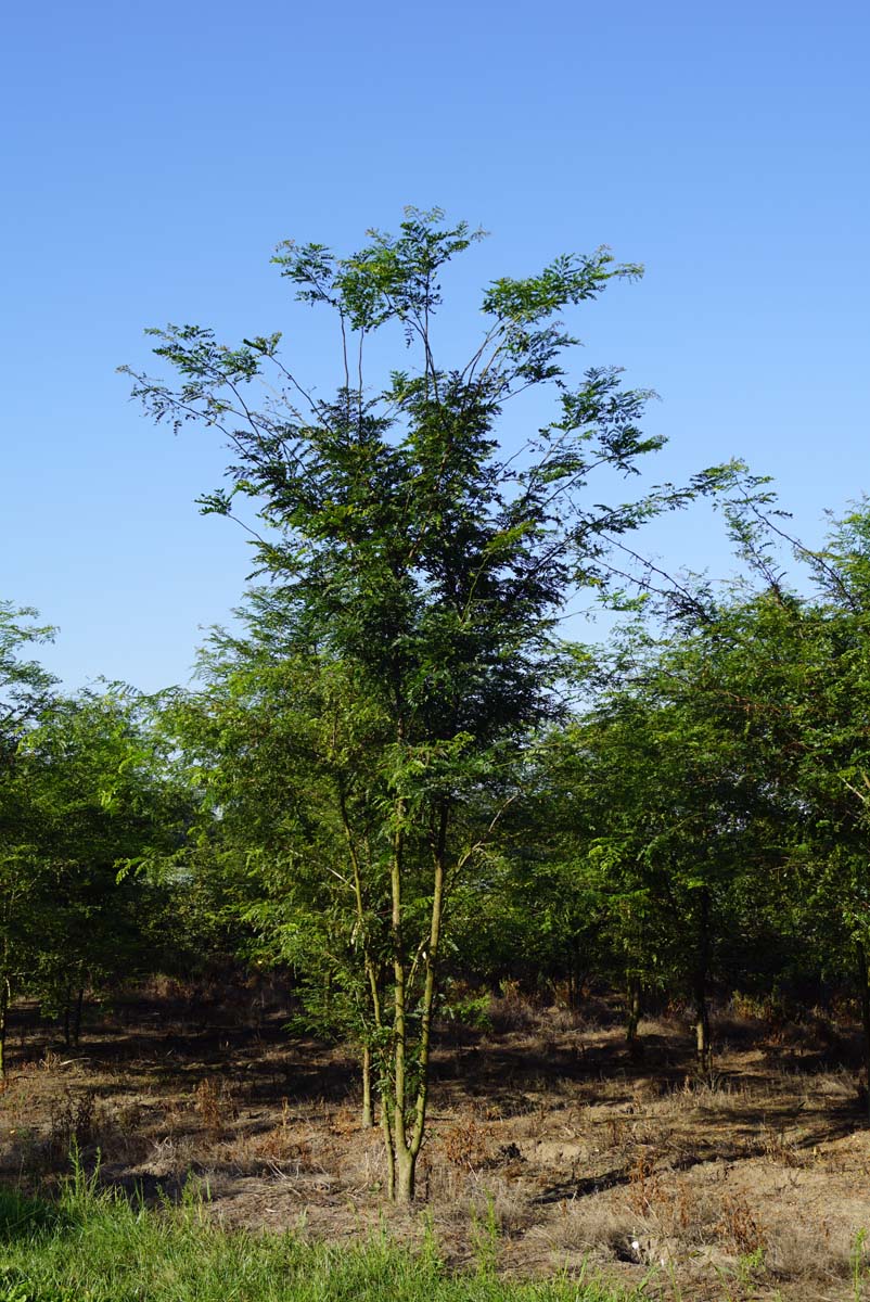 Gleditsia triacanthos meerstammig / struik meerstammig