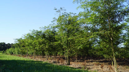 Gleditsia triacanthos meerstammig / struik meerstammig