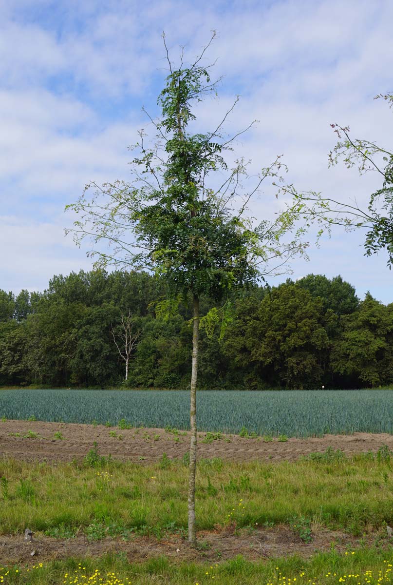 Gleditsia triacanthos 'Shademaster' op stam