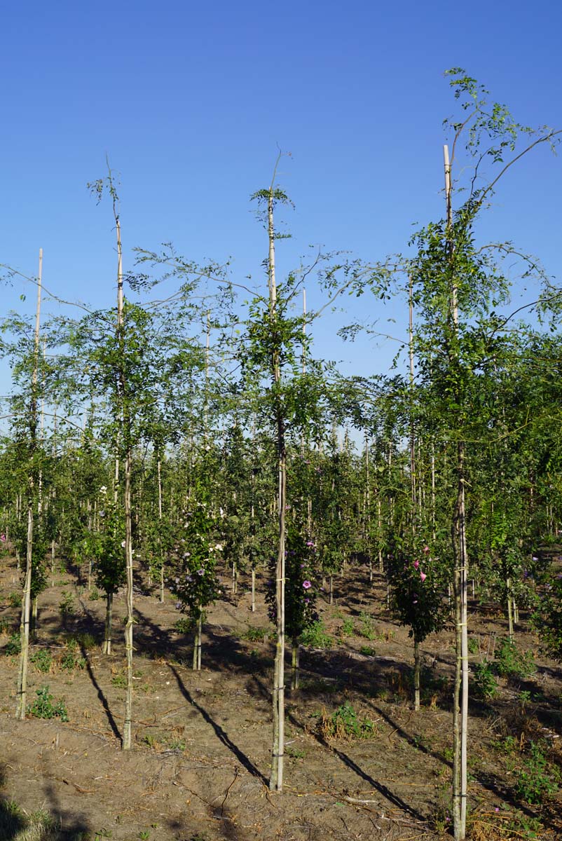 Gleditsia triacanthos 'Shademaster' op stam