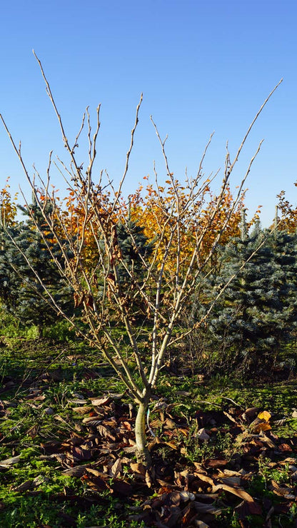 Hamamelis intermedia 'Arnold Promise' meerstammig / struik struik