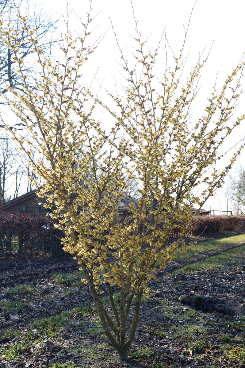 Hamamelis intermedia 'Arnold Promise' meerstammig / struik struik