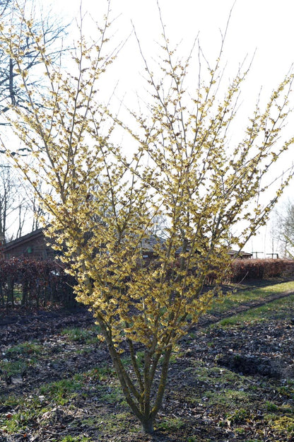 Hamamelis intermedia 'Arnold Promise' meerstammig / struik struik