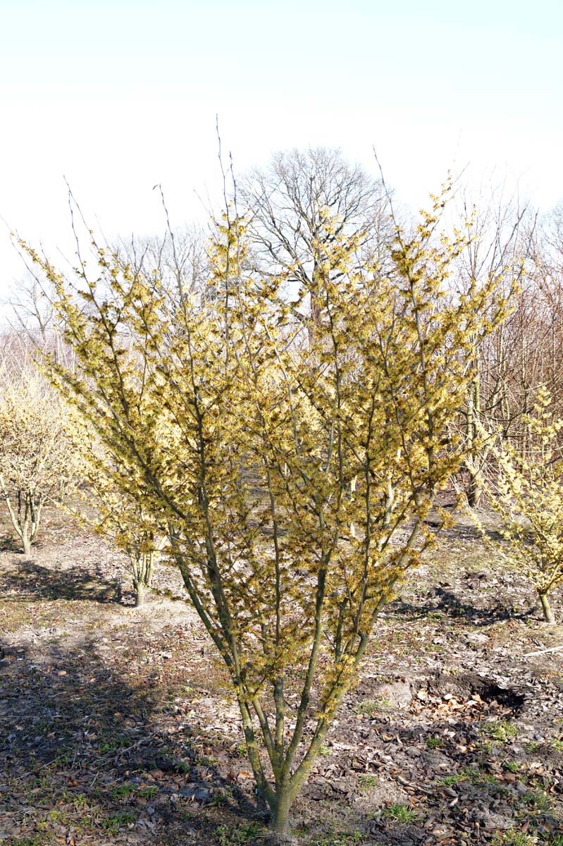Hamamelis intermedia 'Arnold Promise' meerstammig / struik struik