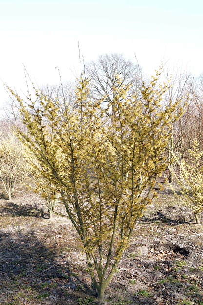 Hamamelis intermedia 'Arnold Promise' meerstammig / struik struik