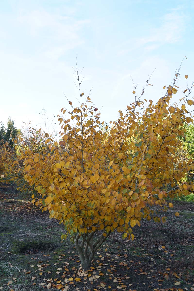 Hamamelis intermedia 'Arnold Promise' meerstammig / struik struik