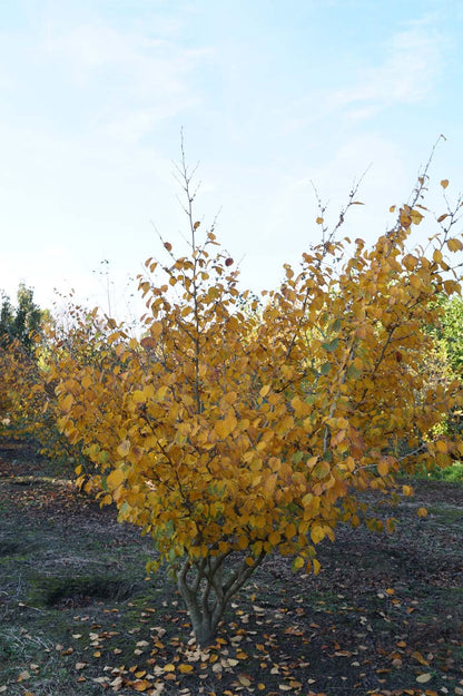 Hamamelis intermedia 'Arnold Promise' meerstammig / struik struik