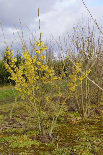Hamamelis intermedia 'Arnold Promise' meerstammig / struik struik