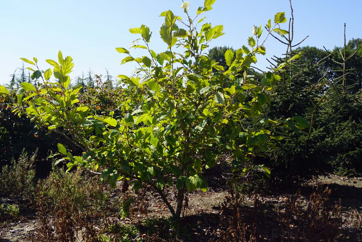 Hamamelis intermedia 'Jelena' meerstammig / struik struik