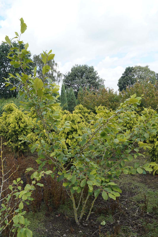 Hamamelis intermedia 'Orange Beauty' meerstammig / struik struik