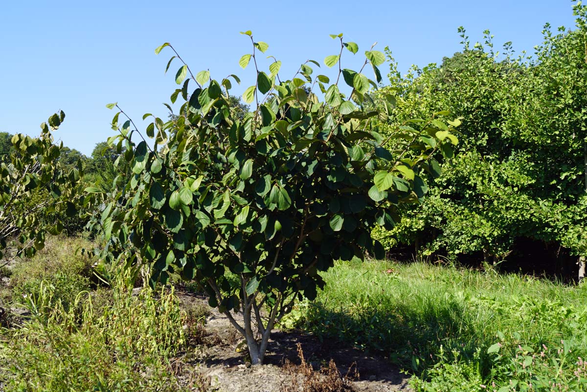 Hamamelis intermedia 'Westerstede' meerstammig / struik struik