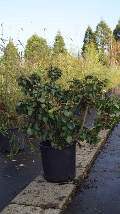 Hedera hibernica 'Arbori Compact'