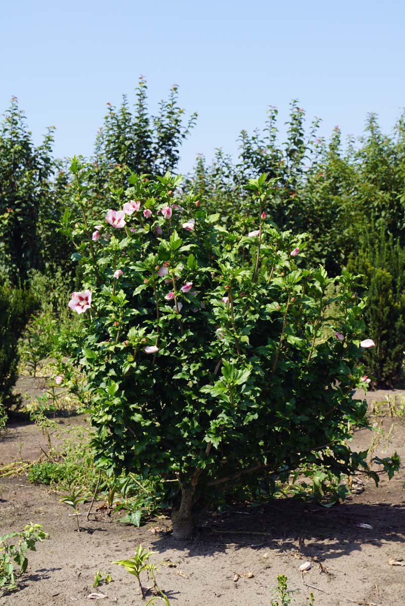Hibiscus syriacus 'Hamabo' meerstammig / struik struik