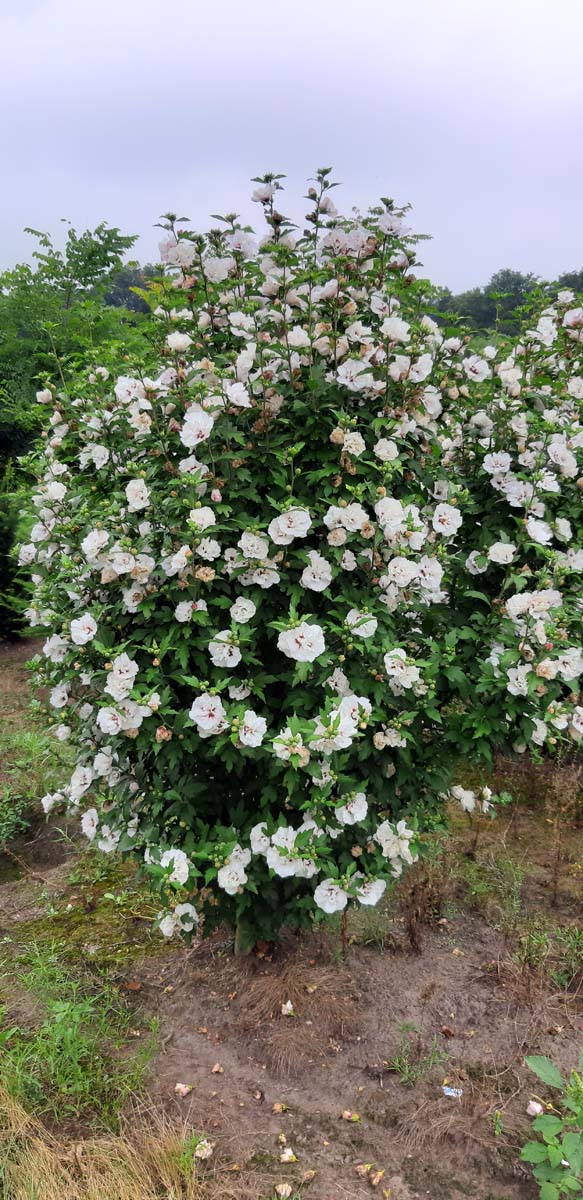 Altheastruik op stam - Hibiscus syriacus 'Marina Altheastruik op stam - Hibiscus syriacus 'Marina