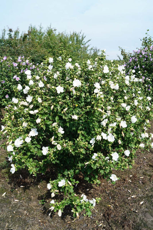 Hibiscus syriacus 'Totus Albus' Tuinplanten struik