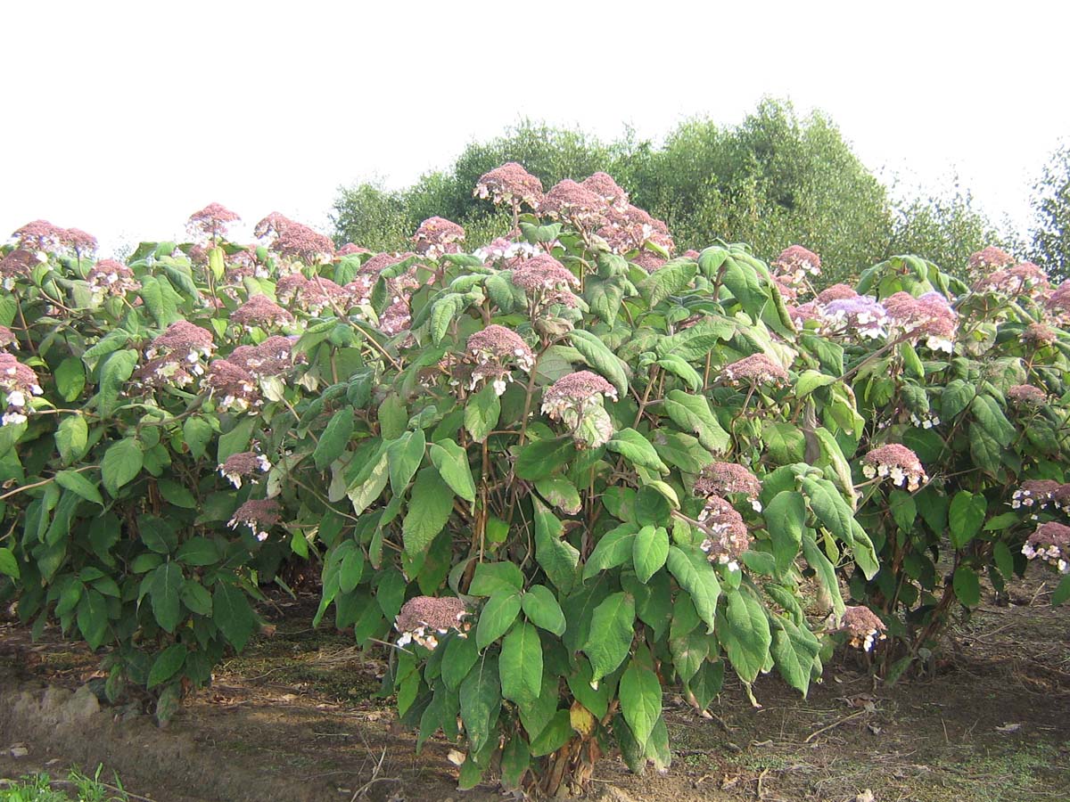 Hydrangea aspera sargentiana meerstammig / struik struik