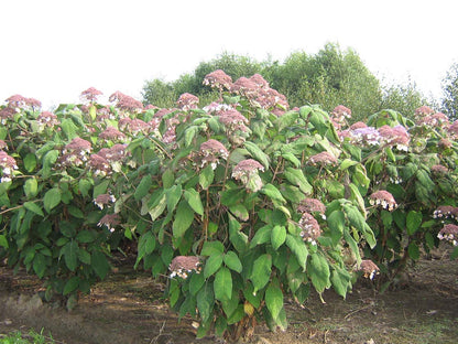 Hydrangea aspera sargentiana meerstammig / struik struik