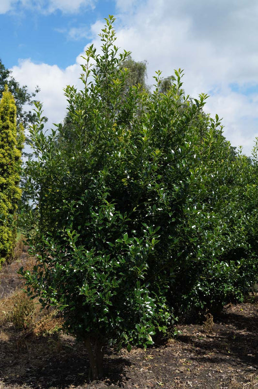 Ilex aquifolium 'Alaska' meerstammig / struik struik