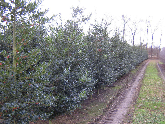 Ilex aquifolium 'J.C. van Tol' meerstammig / struik struik