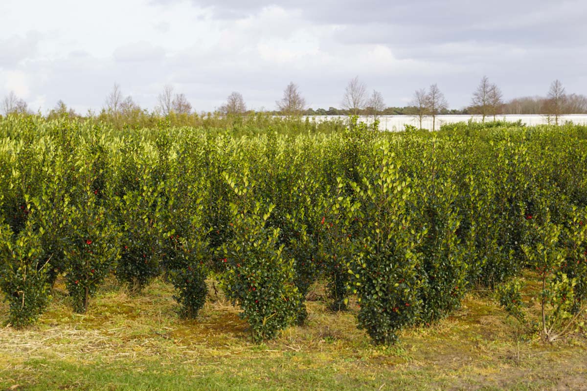 Ilex meserveae 'Hachfee' meerstammig / struik struik