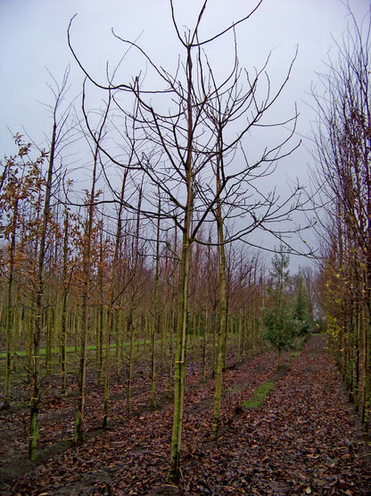 Juglans regia 'Buccaneer' op stam op stam