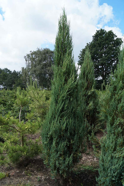 Juniperus scopulorum 'Blue Arrow' solitair