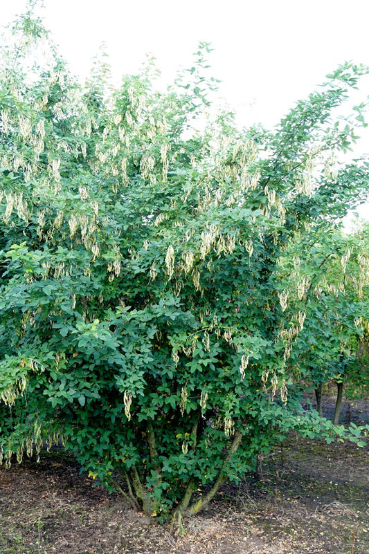 Laburnum anagyroides meerstammig / struik meerstammig