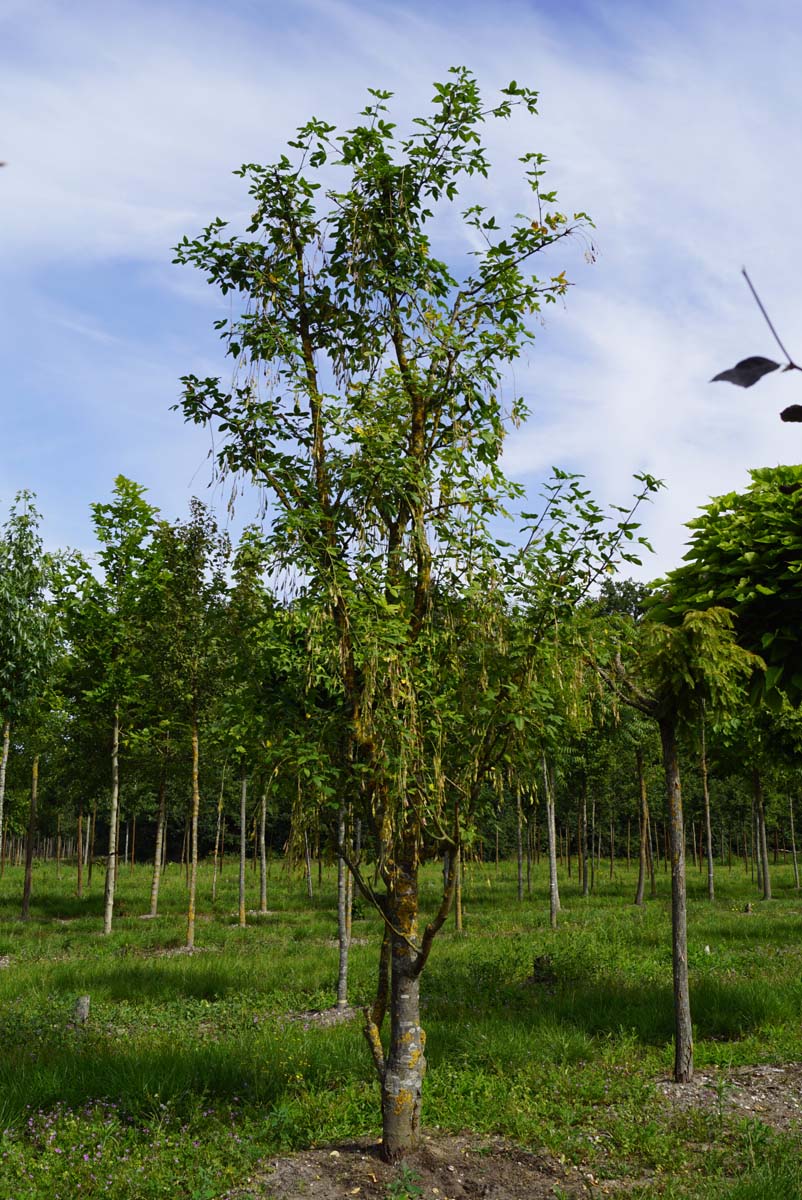 Laburnum watereri 'Vossii' solitair solitair