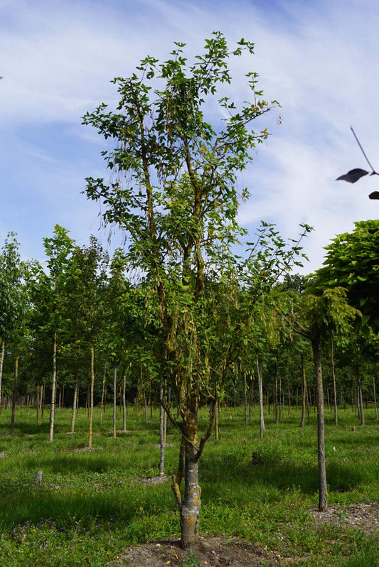 Laburnum watereri 'Vossii' solitair solitair