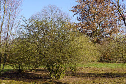 Ligustrum quihoui meerstammig / struik struik