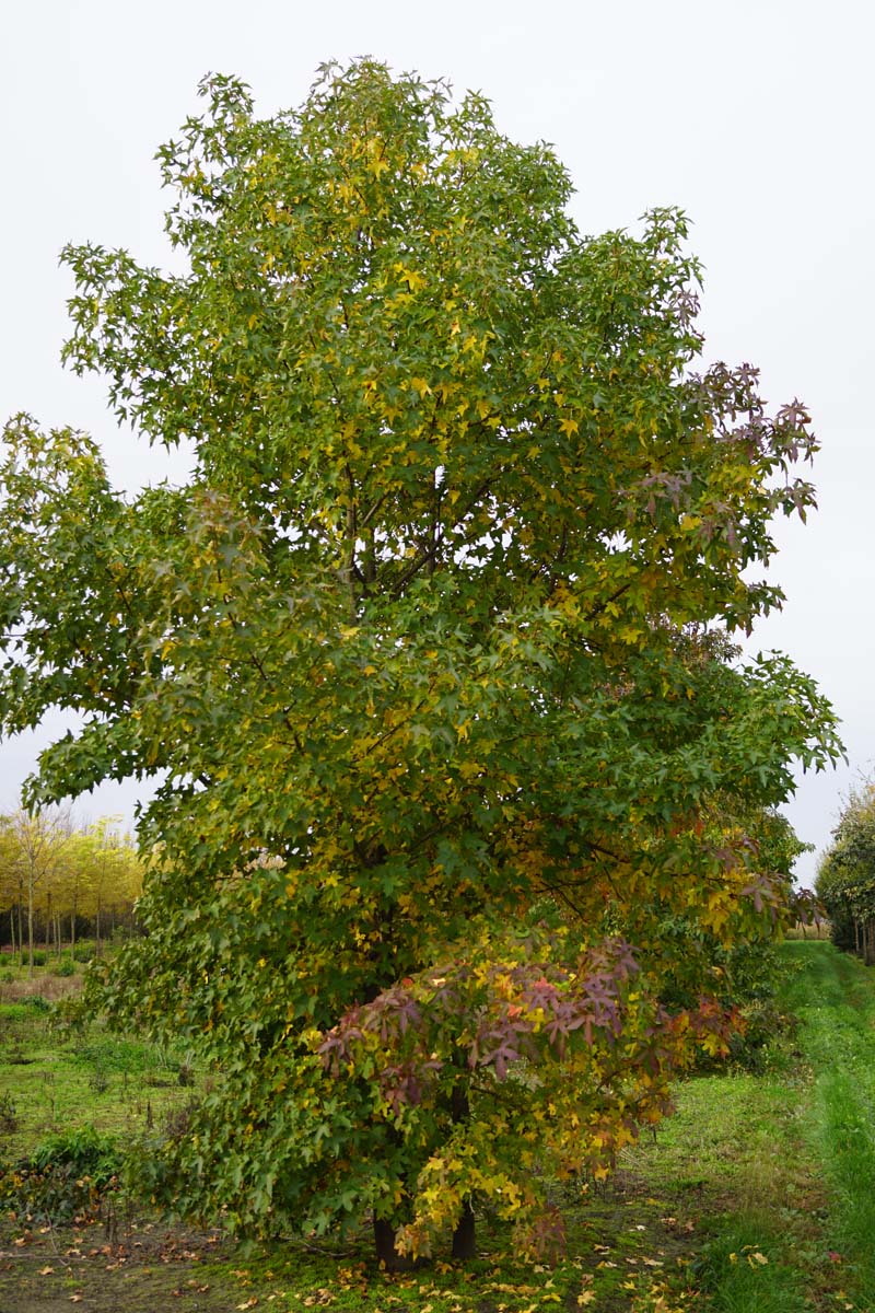 Liquidambar styraciflua solitair