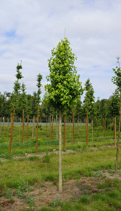 Liquidambar styraciflua 'Golden Sun' op stam op stam