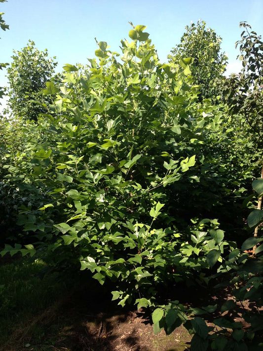 Liriodendron tulipifera 'Fastigiatum' meerstammig / struik meerstammig