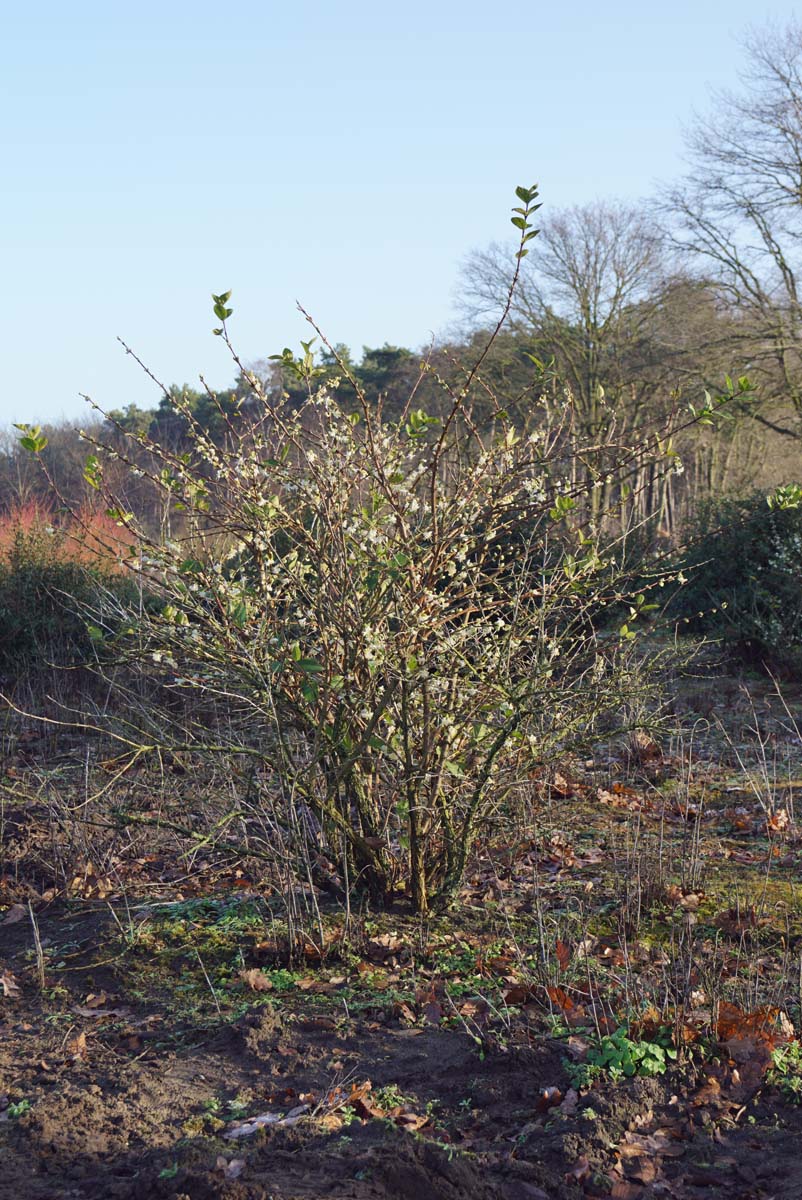 Lonicera purpusii 'Winter Beauty' Tuinplanten