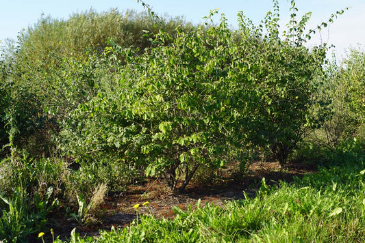Lonicera xylosteoides Tuinplanten
