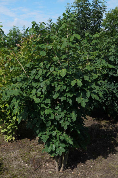 Maackia amurensis meerstammig / struik meerstammig