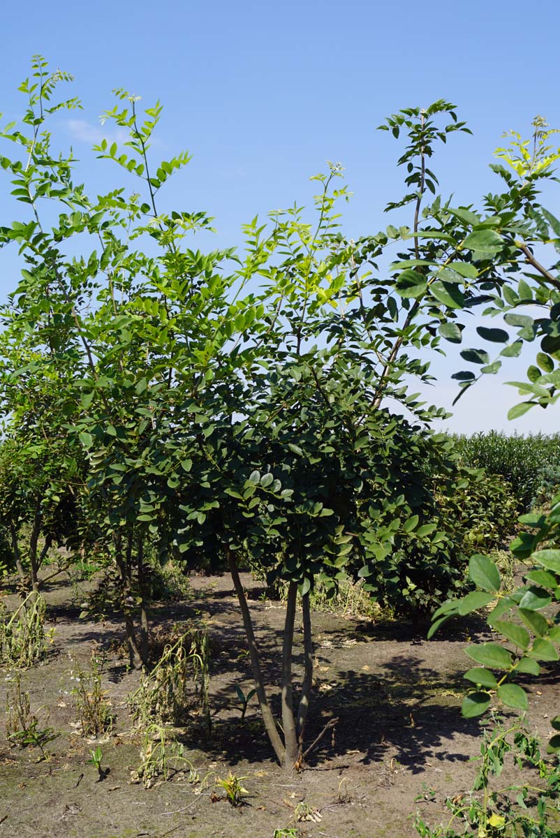 Maackia amurensis meerstammig / struik meerstammig