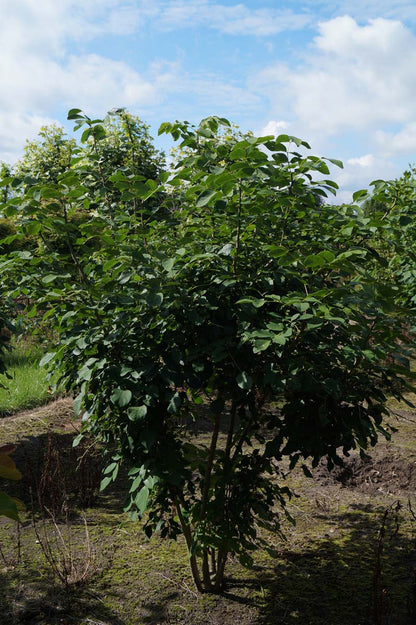 Maackia amurensis meerstammig / struik meerstammig