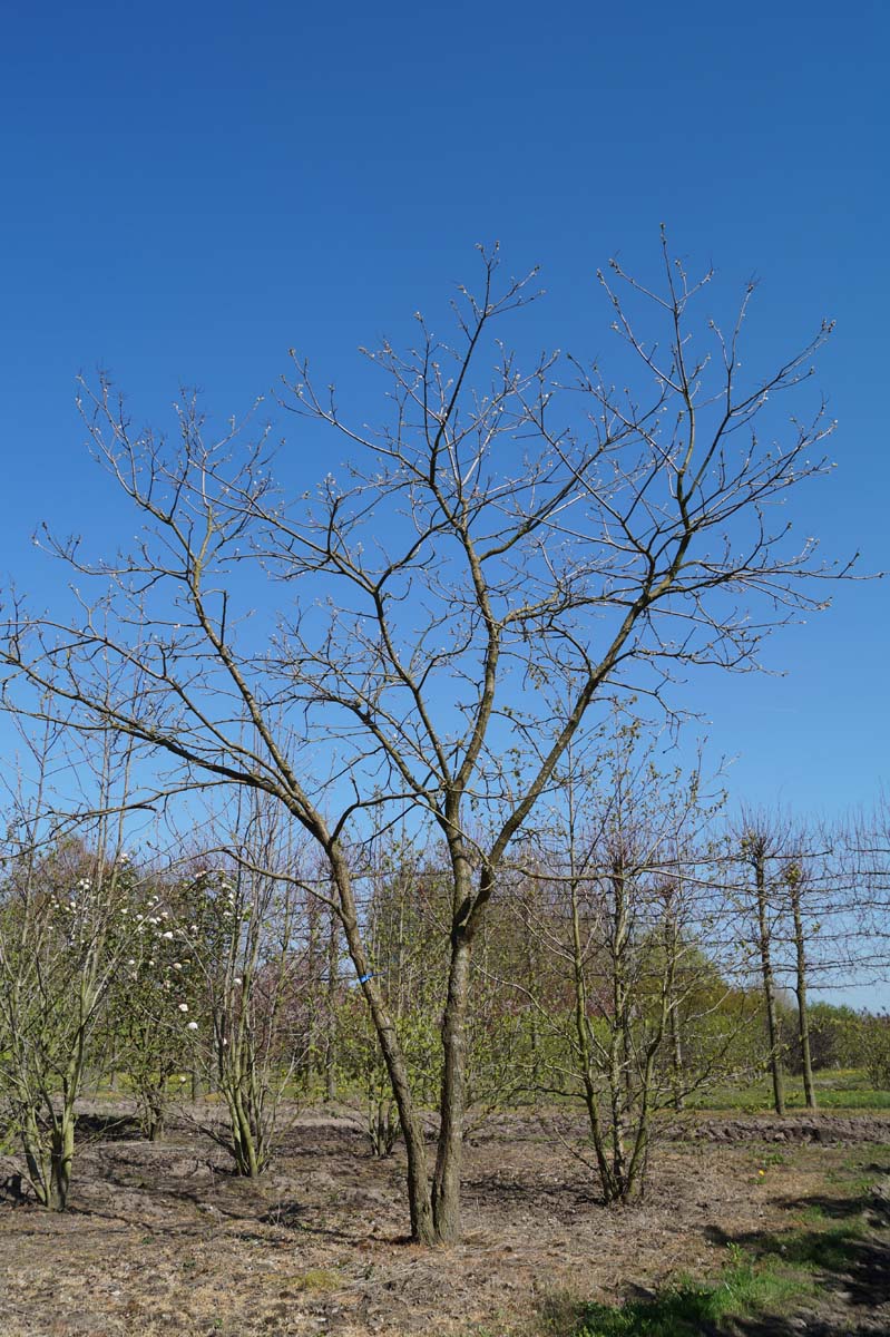 Maackia amurensis meerstammig / struik meerstammig