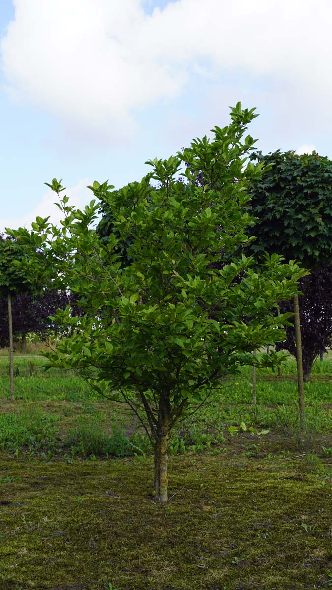 Magnolia 'Betty' solitair solitair