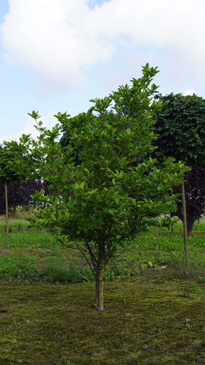 Magnolia 'Betty' solitair solitair
